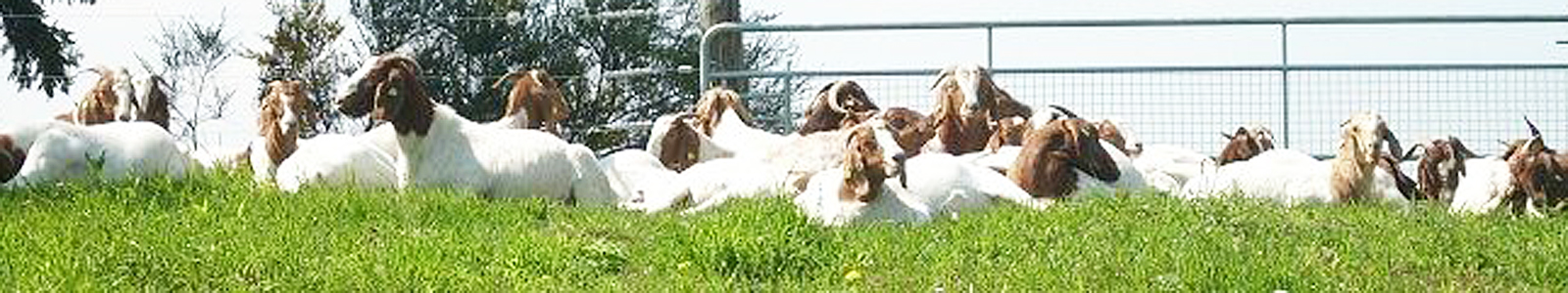 Ziegen liegen auf einer Weide ©DLR